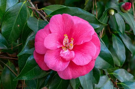 Cursed enchantment camellia japonica